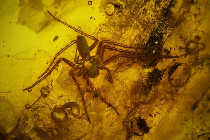 Detailed Fossil Spider (Araneae) in Baltic Amber #159791